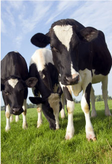 Cows