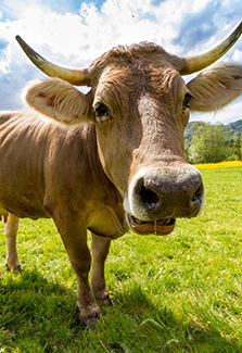 Cows